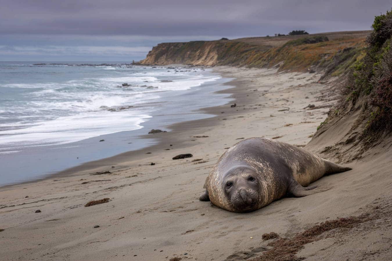 elephant de mer sur plage