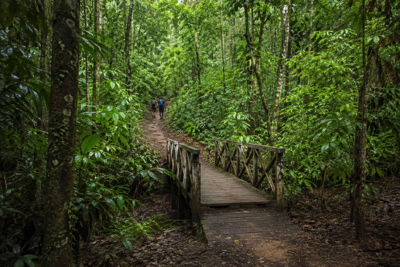 le sentier du Rorota en Guyane