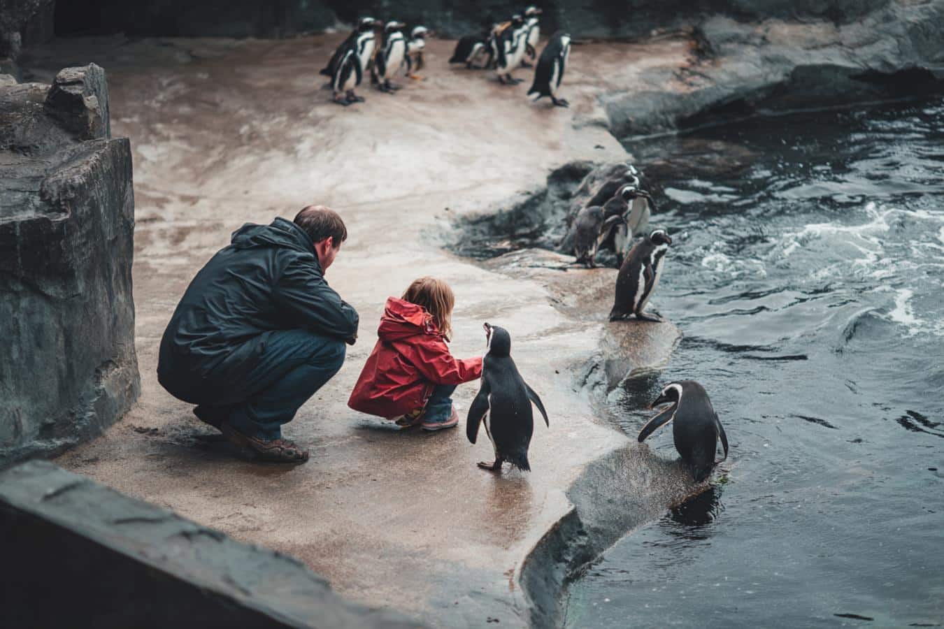 pingouin et manchot cote a cote